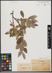 Foto von Salix stipulifera Flod. ex Häyrén
